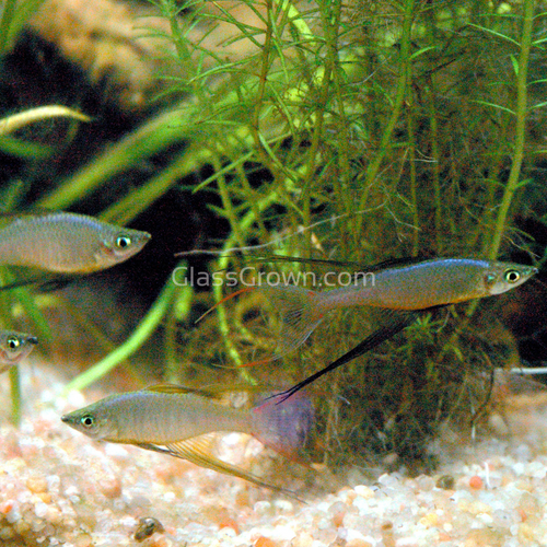 Threadfin Rainbowfish 3 Pack