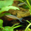 Threadfin Rainbowfish 3 Pack
