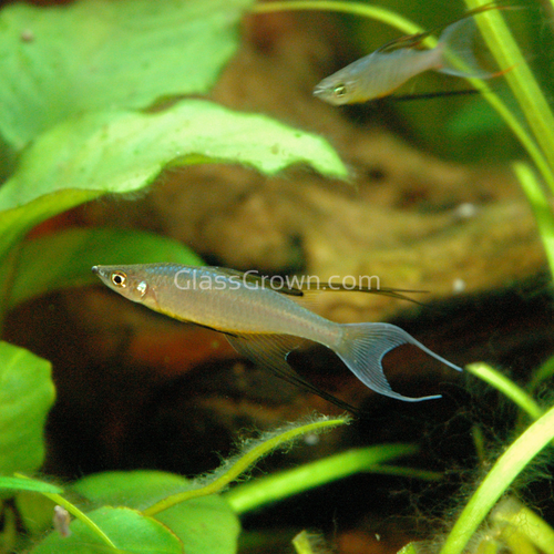 Threadfin Rainbowfish 3 Pack