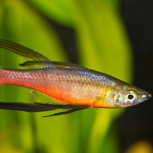 Threadfin Rainbowfish 3 Pack