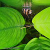 Three-Color Horned Nerite Snail 3 Pack