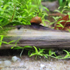 Three-Color Horned Nerite Snail 3 Pack