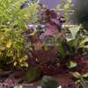 Three-Color Horned Nerite Snail 3 Pack