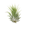 Tillandsia Air Plant Ionantha - 25 Pack