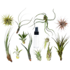 Tillandsia Air Plant Variety Pack w/ Spray Bottle