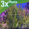 True Sagittaria Subulata 10 Plants