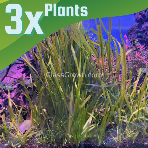 True Sagittaria Subulata 10 Plants