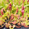 Trumpet Pitcher Carnivorous Plant