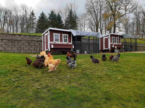 Walk-In 8 ft. Chicken Run (6'6W x 7'6L x 6'3H)