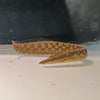 Tire Track Eel
