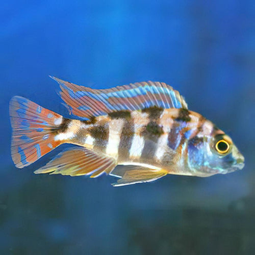 Placidochromis milomo VC-10 2