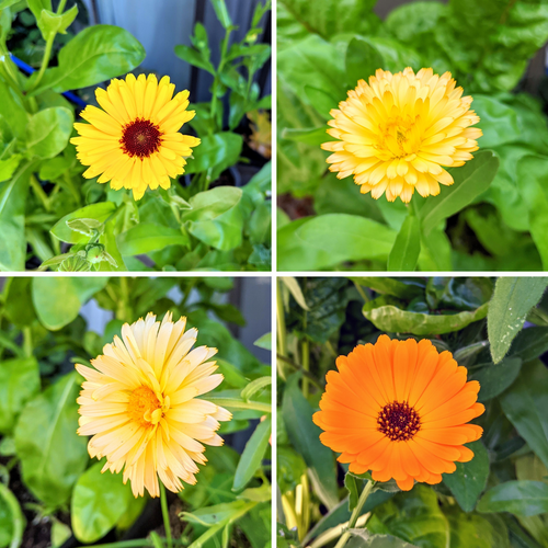 Calendula Seeds