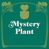 Mystery House Plant - 3 Pot