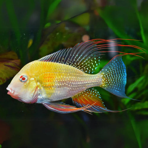Albino Geophagus Heckelii- Albino Threadfin Acara 2.5-3