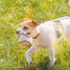 Natural Eco-Friendly Dog Toy - The Ultimate Eco-Tosser