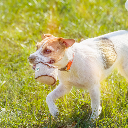 Natural Eco-Friendly Dog Toy - The Ultimate Eco-Tosser
