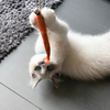 Natural Teaser Cat Toy - Eco-Kitty Catcher Wand
