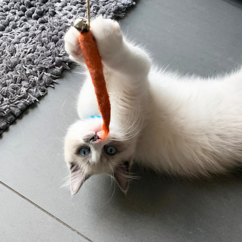 Natural Teaser Cat Toy - Eco-Kitty Catcher Wand