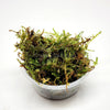 Christmas Moss 2oz Portion