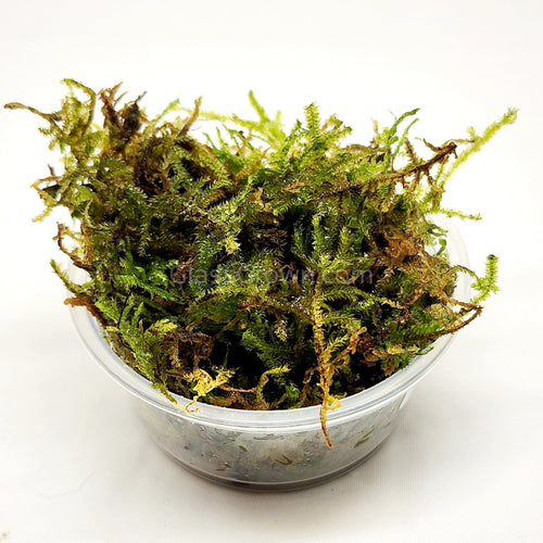 Christmas Moss 2oz Portion