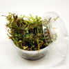 Christmas Moss 2oz Portion