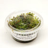 Christmas Moss 2oz Portion