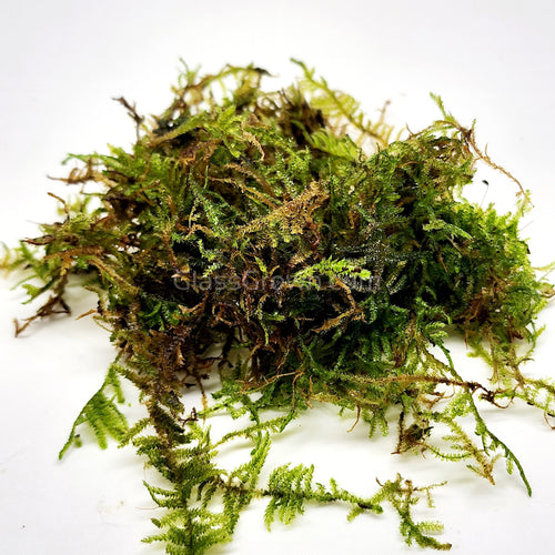 Christmas Moss 2oz Portion
