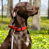 Biothane Working Dog Lead 6ft