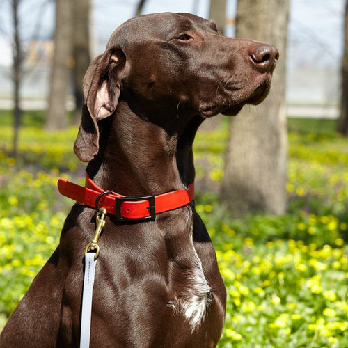 Biothane Working Dog Lead 6ft