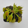 Venus flytrap (Dionaea muscipula) 'B52'