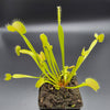 Venus flytrap (Dionaea muscipula) 'B52' x 'DC-XL'