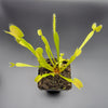 Venus flytrap (Dionaea muscipula) 'B52' x 'DC-XL'
