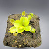 Venus flytrap (Dionaea muscipula) ‘Cupped Trap’