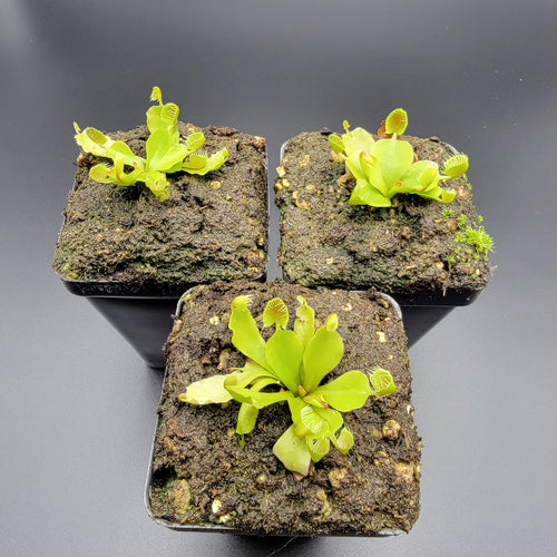 Venus flytrap (Dionaea muscipula) ‘Cupped Trap’
