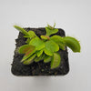 Venus flytrap (Dionaea muscipula) 'DC-XL'