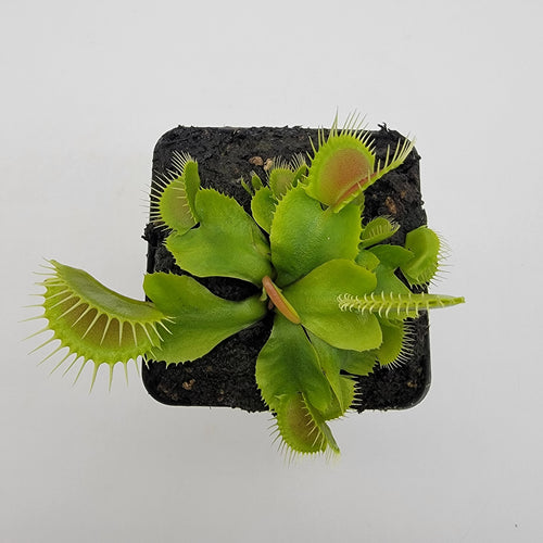 Venus flytrap (Dionaea muscipula) 'DC-XL'