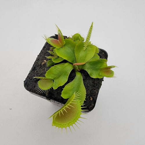 Venus flytrap (Dionaea muscipula) 'DC-XL'
