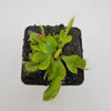 Venus flytrap (Dionaea muscipula) 'DC-XL'