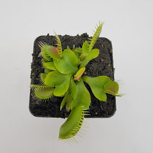 Venus flytrap (Dionaea muscipula) 'DC-XL'