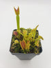 Venus flytrap (Dionaea muscipula) Dente