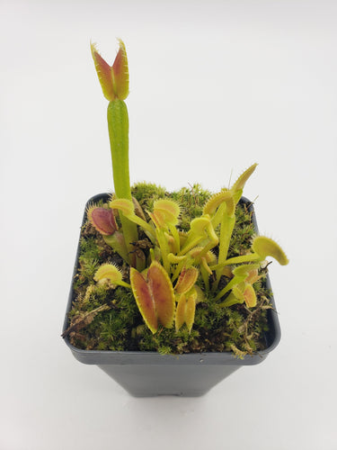 Venus flytrap (Dionaea muscipula) Dente