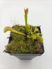 Venus flytrap (Dionaea muscipula) Dente