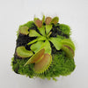 Venus flytrap (Dionaea muscipula) Dingley Giant