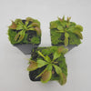 Venus flytrap (Dionaea muscipula) Dingley Giant