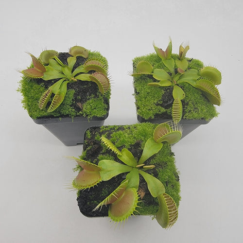 Venus flytrap (Dionaea muscipula) Dingley Giant