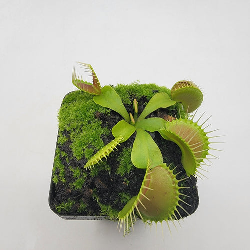 Venus flytrap (Dionaea muscipula) Dingley Giant