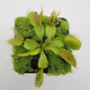 Venus flytrap (Dionaea muscipula) Dingley Giant