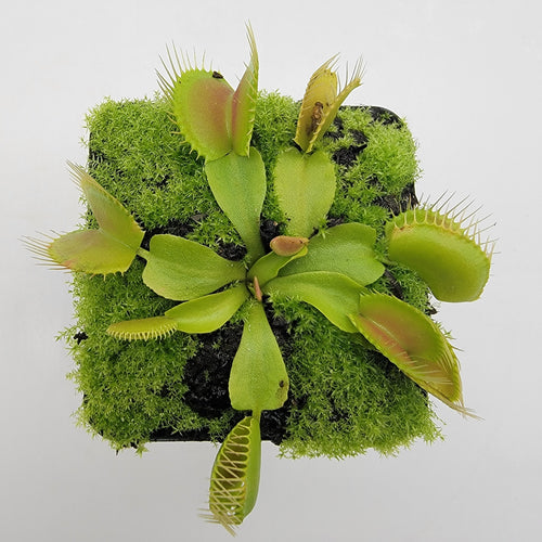 Venus flytrap (Dionaea muscipula) Dingley Giant