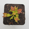 Venus flytrap (Dionaea muscipula) GJ Giant Cudo