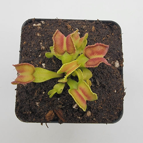 Venus flytrap (Dionaea muscipula) GJ Giant Cudo